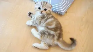 реакция при вызове имени котенка.