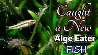 New ALGAE eater fish from india | Unknown fish variety | aqua adventure | Aqua shorts |