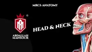 Head and neck anatomy Live MOCK 4 | MRCS part B