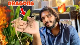 আমার নতুন পোষা প্রাণী Bearded Dragon l Doggo Sage l Pets & Animals