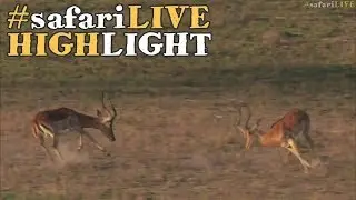 Impala rams show us their dressage skills