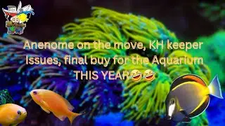 Полный кошмар: Anenome, KH Keeper и другие в рифовом аквариуме