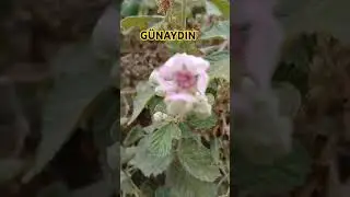 İKİ YAKANDA BİRARAYA GEMEYE
