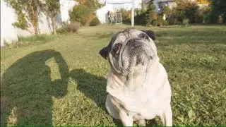 Mops GH5 slowmotion 180fps