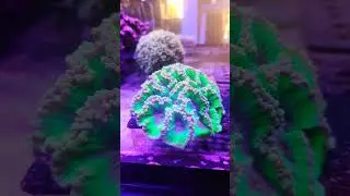 what an unusual coral!