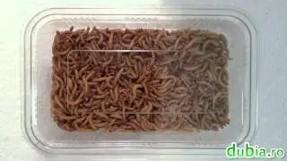 Vand mealworms (Tenebrio Molitor) - hrana vie reptile si alte animale exotice - dubia.ro