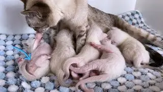 Mother cat stimulating a cute kitten to pee by licking it | Thai kittens | Traditional Siamese cats