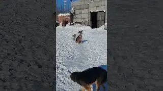 Frosty Monday #shorts #dog #animals