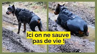 Ici c'est du loisir ! - Notre vision des activités canines