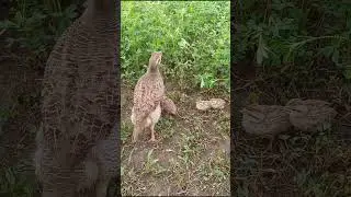 Partridge bird feeding