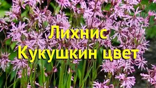 Лихнис кукушкин цвет. Краткий обзор, описание характеристик, где купить саженцы lychnis flos-cuculi