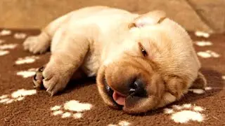 Red Labradors Opening Their Eyes! *RARE*