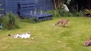 Cat and fox cub best friend!