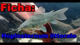 Ficha técnica Hoplosternum littorale cascarudo, tamboata, curito, hoplo