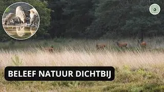 Natuurspotter trailer - wild & vogels spotten