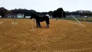 LUNA: TEACHING HER TO HAVE BLANKET PUT ON OVER HER HEAD