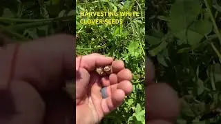 Harvesting White Dutch Clover Seeds #garden #seeds #fyp #farming #country 🍀