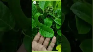 allamanda plant care