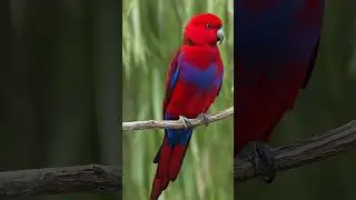 Crimson Rosella. #redbirds #parrots #niceparrot #birds