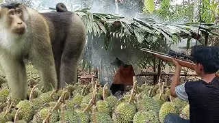 Panik❗Beruk hampir menyerang durian untung masih rezeki
