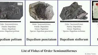 List of Fishes of Order Semionotiformes dapedium orbis americanus dorsalis ornatus ovalis weiri