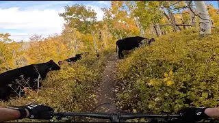 The WHOLE Enchilada Pt1 of 3 Burro Pass - MOAB MTB | The Oz Life #mtb #raw #moab #clean