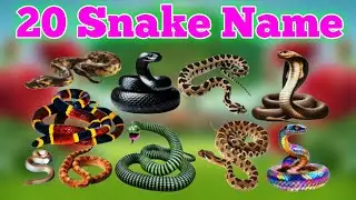 साँपों के नाम सीखें | 20 Snake Names in English for Kids Vocabulary Learning Preschool Kindergarten