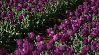 Saigon - Tulip  🌷🌷🌷  vdqbulbs.com.au