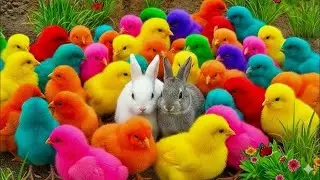 Catch Cute Chickens, colorful chickens, rainbow chickens, cute rabbits, cute ducks, koi fish, 