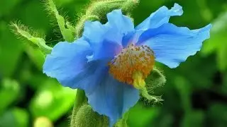 ГИМАЛАЙСКИЙ МАК (BLUE POPPY)