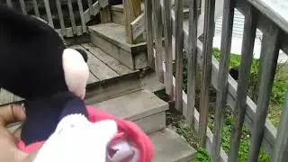 Mickey mouse stole the basketball