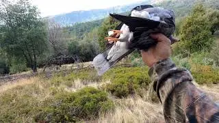 First Day Band Tail Pigeons Opening Of 2024 (12-21-2024)