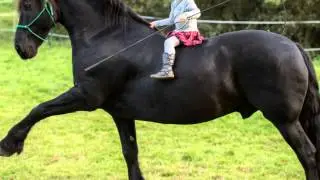 Friesen vom Schelderwald