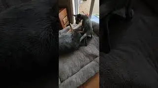 Frank and Lucy playing rough - Australian Blue Heeler cattle dogs
