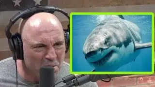 Great White Shark Attacks in Australia Are Out of Control | Joe Rogan