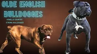 Olde English Bulldogges - Buzz and Brandi from Howells Country Strong Bulldogges (part 1)