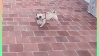 PUG Dog Active Game (Kannamma)