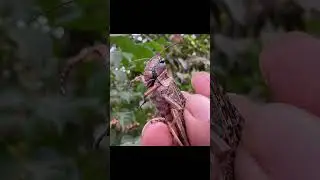 Catching insects in the garden  got Mantis Caterpillars Larva WhiteTadpoles Betta fish 148