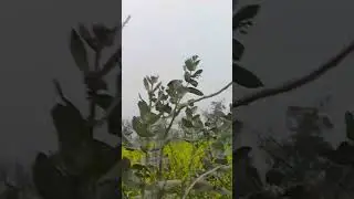 #shorts #viral #trending #trendingshorts #villagelife #canola #nature #farming