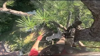 Monster backyard Pine removal - Part 2 of 2