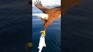 &ldquo;Eagle Spots Target From Miles Away&mdash;Then Dives Into Deep Water With Precision&rdquo; #wildlife #animals