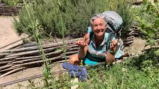 Ça pousse au bord du chemin, ça se mange et c'est gratuit !