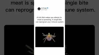 A Tick Bite That Makes You ALLERGIC to MEAT