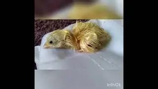 Cute chick 🐣🐤#shorts #chicken #egg #baby #hatching #newborn