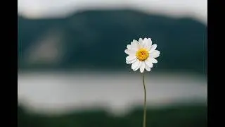 Gott macht alles neu - Ein Lied zur Jahreslosung 2026 von Cornelia Pfeiffer