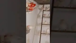 Novelli in fase di colorazione( 1ma voliera)