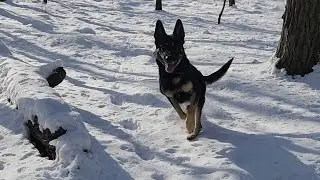 Snow hike with my #IGP German Shepherd #snowhike #snowdog 
