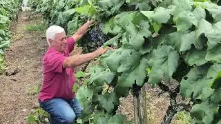 Come&ccedil;a o tradicional per&iacute;odo de colheita da uva em Andradas
