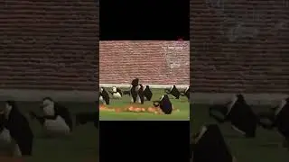 Humans vs. Penguins with equal technology?