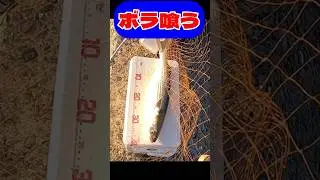 Eating mullet #Sea fishing #Embankment fishing #Basket fishing